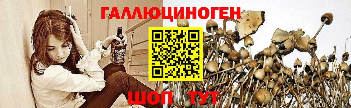 Галлюциногенные грибы GOLDEN TEACHER  Армавир 